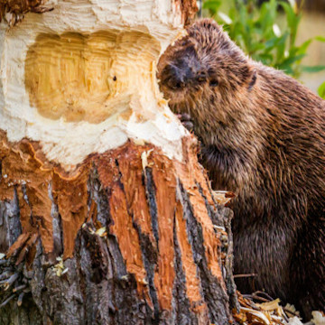 Beaver Blitz Image